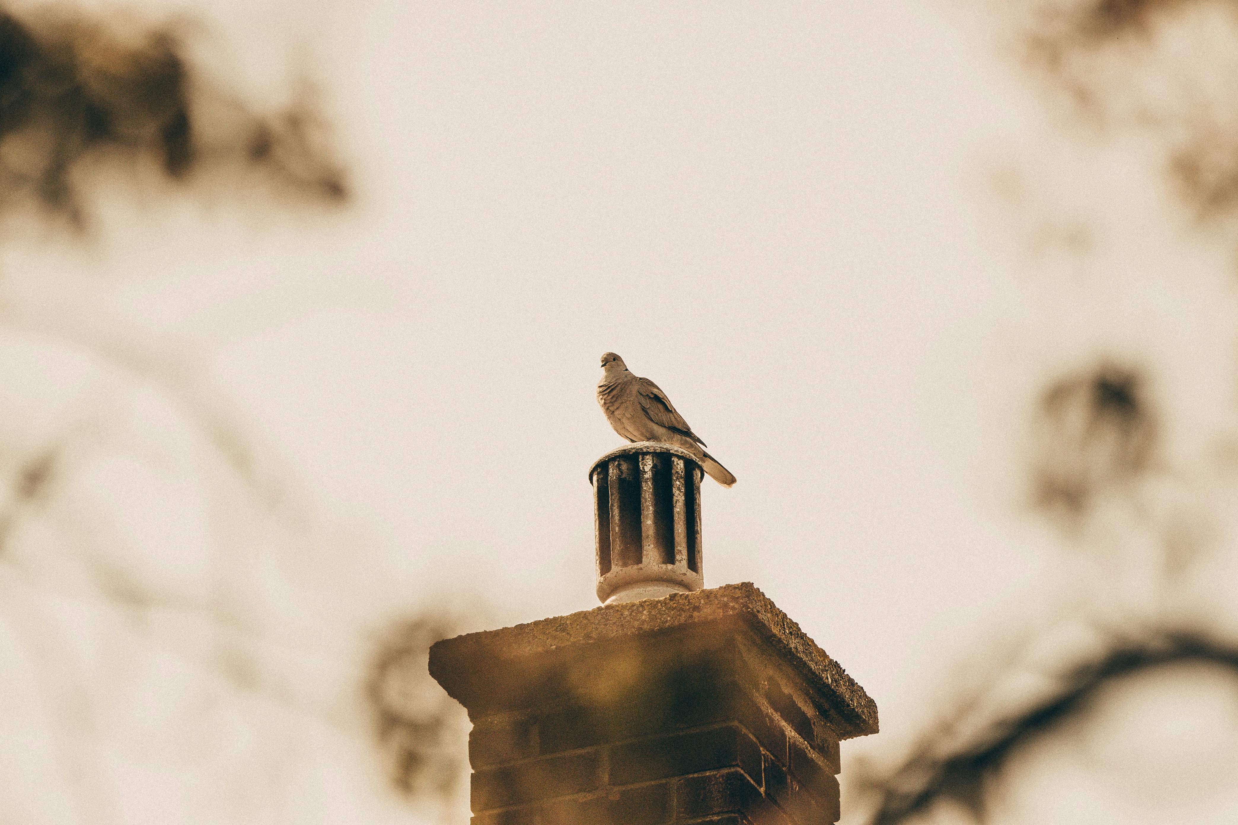 Professional Chimney Cap Installation Services in Willow Springs, IL Expert Chimney Cap Installation in Willow Springs, Illinois
